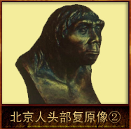 pic/bjr/2/北京人头部复原像2.jpg