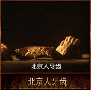 pic/bjr/2/北京人牙齿.jpg