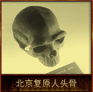 pic/bjr/2/北京复原人头骨.jpg