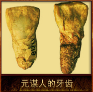 pic/ymr/2/元谋人的牙齿.jpg