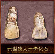 pic/ymr/2/元谋猿人牙齿化石.jpg