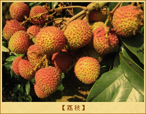 荔枝
