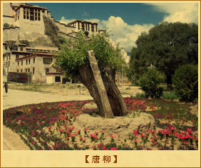 唐柳